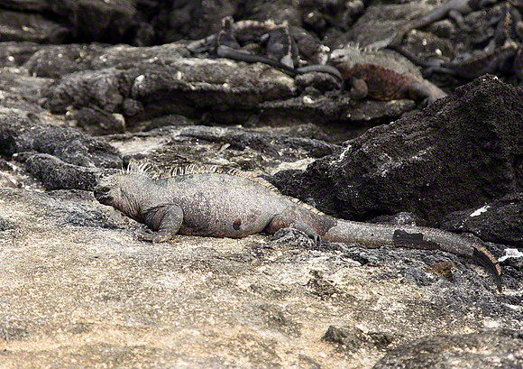 Marine Iguana, Isabela, Galapagos