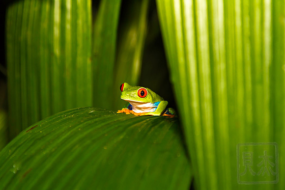 Red-eyed frog 4, Agalychnis callidryas, Vera Blanca, Costa Rica