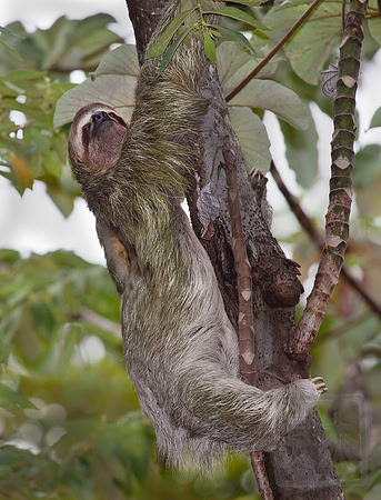 Three-toed sloth, Bradypus tridactylus, Costa Rica