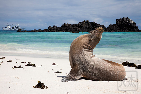 Sea Lion and La Pinta