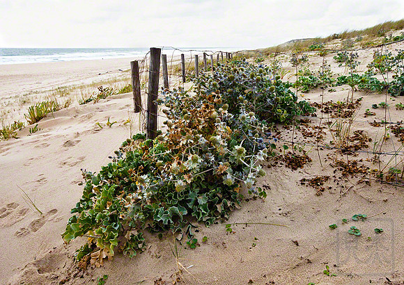 Dunes, Aquitane, France
