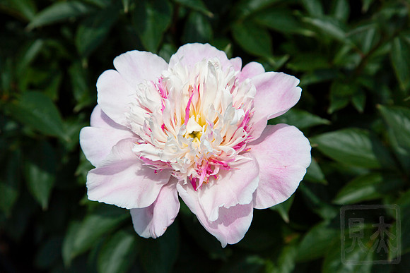Pink Peony, NY Botannical Garden, Bronx, New York