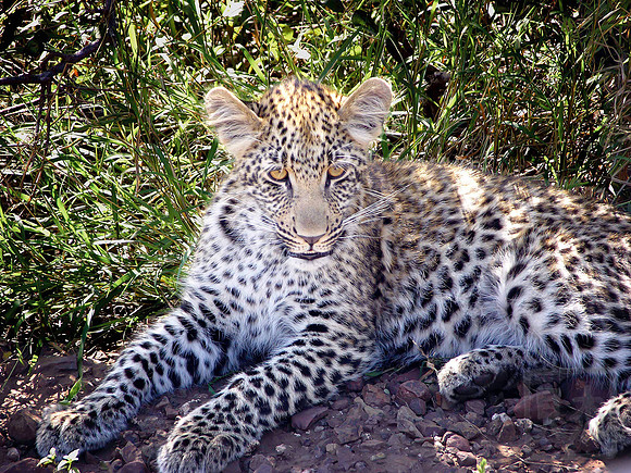 Leopard cub, Bush Camouflage, Kruger National Park, South Africa