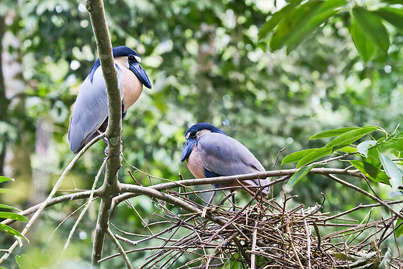 Broad-billed heron, Cochlearius cochlearius,  nesting pair, Arenal, Costa Rica