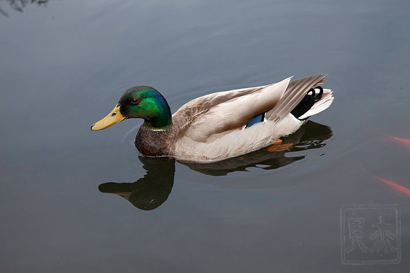 Mallard 2