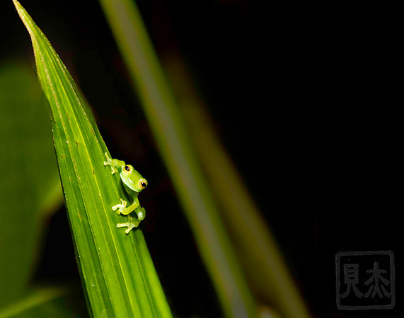 Yellow-eyed leaf frog baby, Agalychnis annae, Vera Blanca, Costa Rica