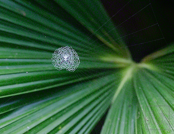 Orb-weaving Spider, Argiope savignyi, Costa Rica.