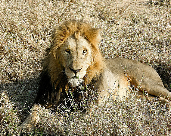Simba 2, Kruger Park, SA