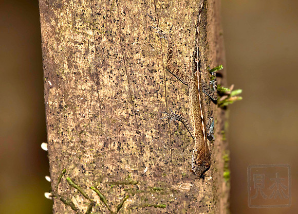 Slender Anole, Norops limifrons, dinner. Costa Rica.