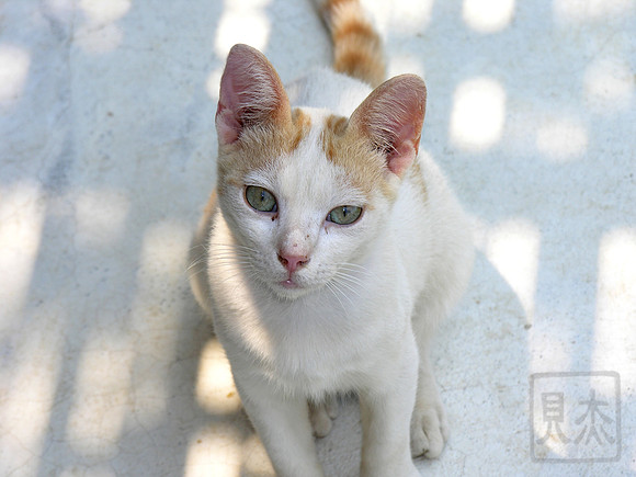 Greek cat under a table