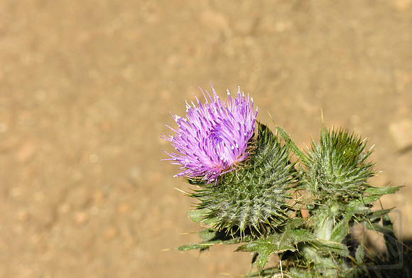 Thistle flower, Big Sur, California