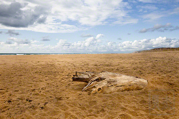 Driftwood, Aquitaine Beach, France