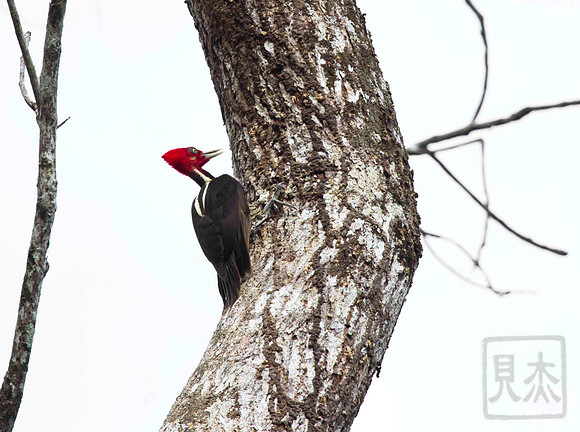 Pale-billed Woodpecker, Campephilus guatamalensis, Costa Rica, Pacific Coast