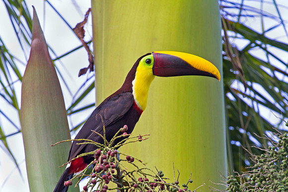 Chestnut-mandibled Toucan, Ramphastos swainsonii, Costa Rica, Pacific Coast