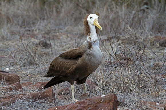 Juvenile Waved Albatross, Galapagos