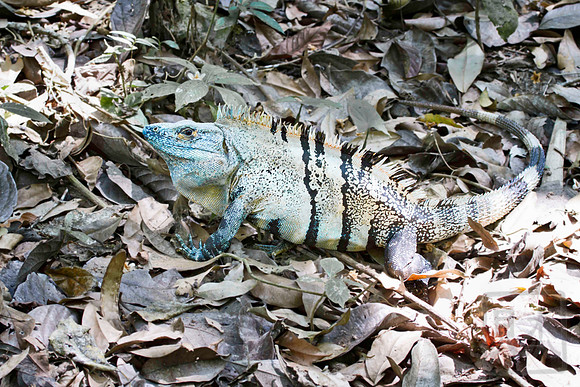Black Spiny-tailed Iguana, Ctenosaura similis, Costa Rica