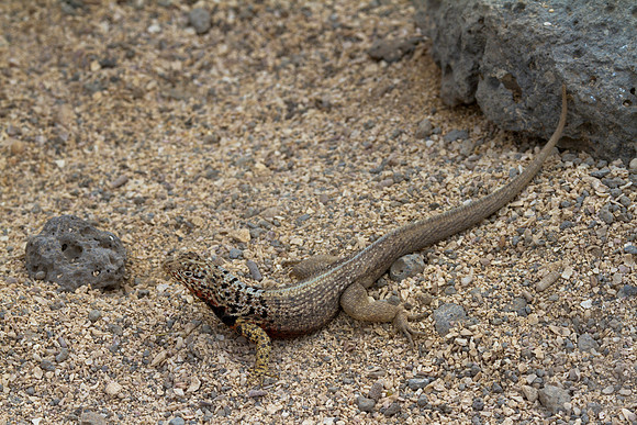 Lava lizard with lava, Galapagos