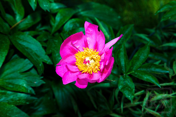 Peony, Pink, Bronx Botannical Gardens, New York