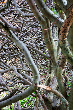 Intertwined branches, Mount Usher National Gardens