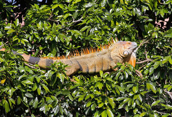 Green iguana (Iguana iguana) 2, Muelle, Costa Rica
