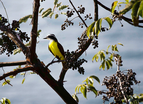 Great Kiskadee, Costa Rica, Pacific Coast