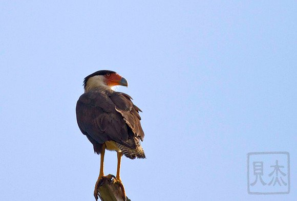 Crested Caracara, Caracara cheriway, Costa Rica.