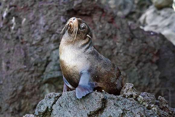 Galapagos Fur Seal, Santa Cruz