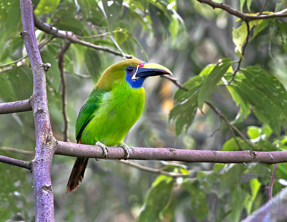 Emerald Toucanet, Aulacorhynchus prasinus, Cinchona, Costa Rica