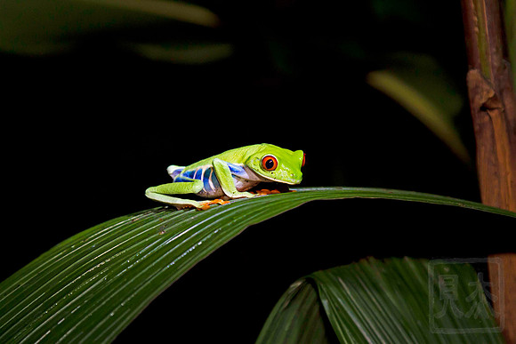 Red-eyed frog 3, Agalychnis callidryas, Vera Blanca, Costa Rica