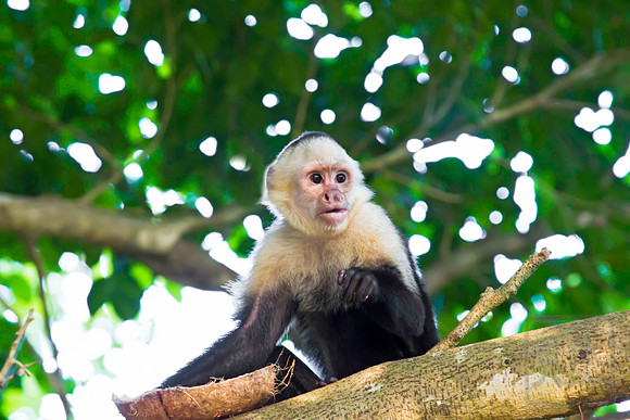 White faced monkey and coconut shell, Costa Rica.