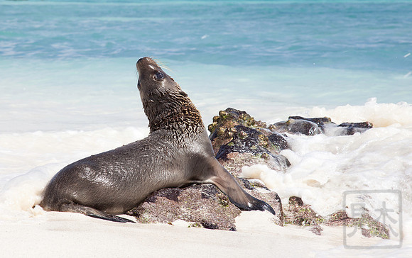 Love the surf! Sea lion pup, Espanola, Galapagos, Ecuador