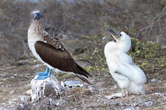 Booby and Baby, San Christobal, Galapagos Islands