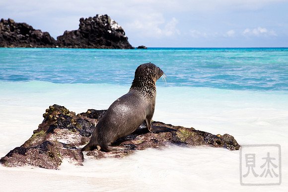 It's My Watch. Galapagos Islands, Ecuador