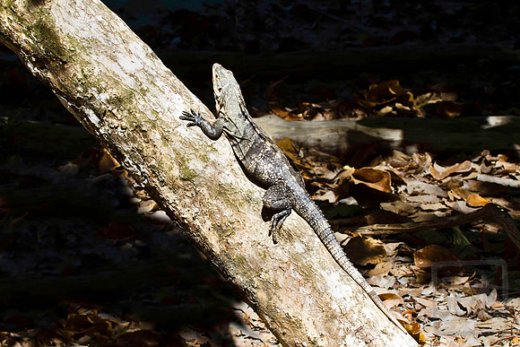 Spiny-tailed iguana II, Ctenosaura similis, Costa Rica