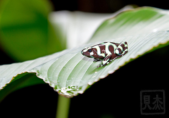 Green and black dart-poison frog, Dendrobates auratus, Costa Rica.