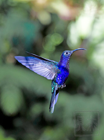 Violet Saberwing Hummingbird Male 2, Vera Blanca, Costa Rica