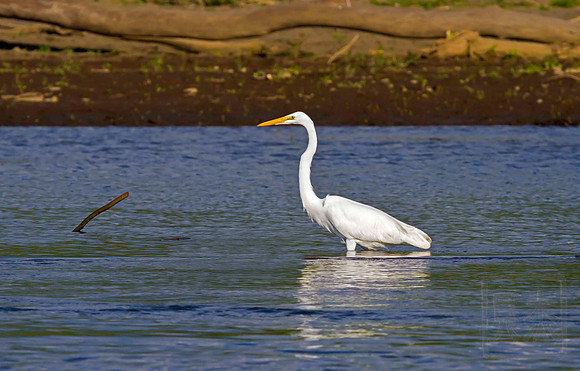 Great Egret, Ardea alba, Tarcoles River, Costa Rica