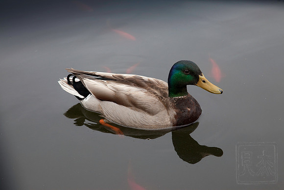 Mallard, Brooklyn Botanical Gardens