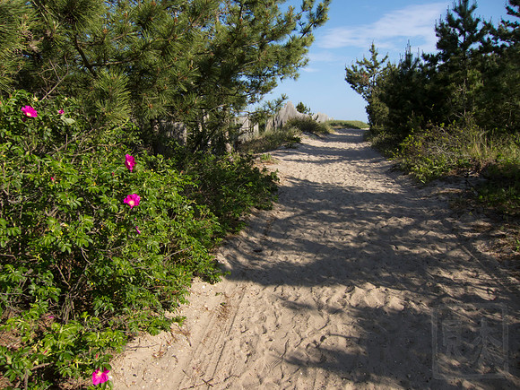 Dune entrance 3