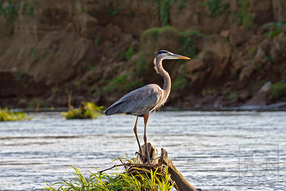 Great Blue Heron, Ardea herodias, Tarcoles River, Costa Rica