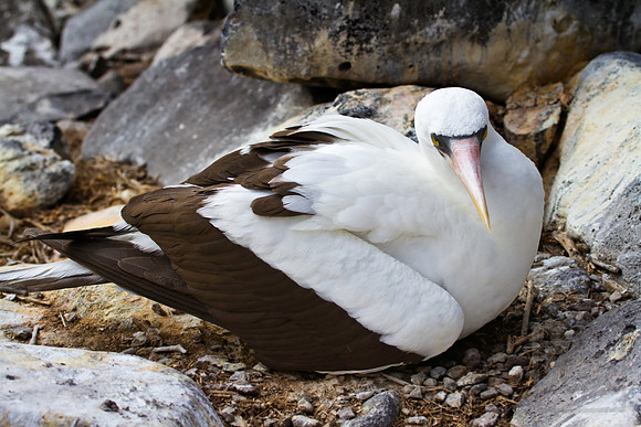Nazca Booby