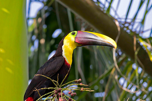 Chestnut-mandibled Toucan, Ramphastos swainsonii, Costa Rica, Pacific Coast