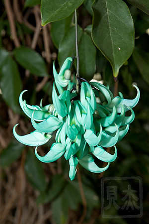 Tropical flower, NY Botannical Gardens, Bronx, New York