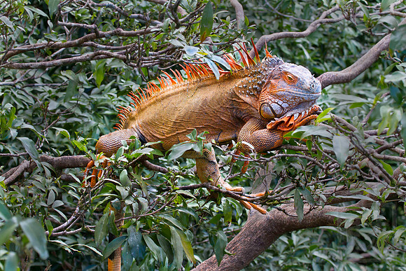 Green iguana 3, Muelle, Costa Rica