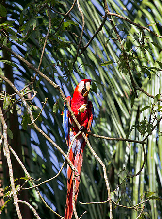 Scarlet Macaw, Ara Macao, eating palm nut, Tarcoles, Costa Rica