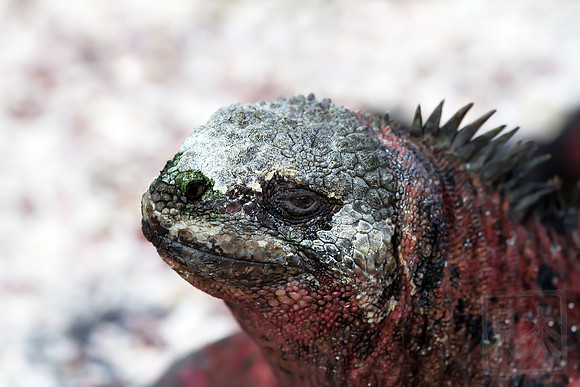 Christmas Iguana, San Cristobel, Galapagos Islands, Ecuador