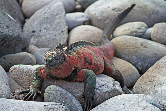 Christmas marine iguana, mating colors