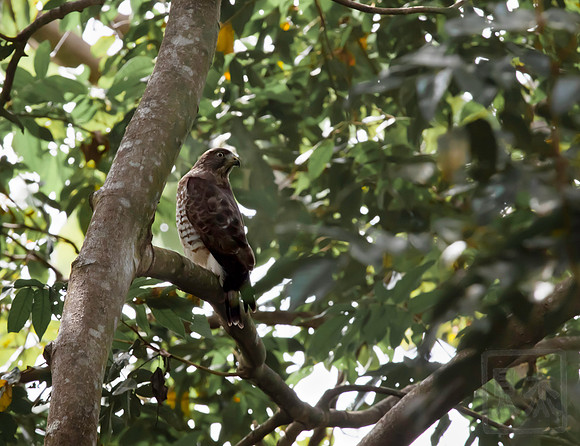 Broad-winged hawk, adult. Central America