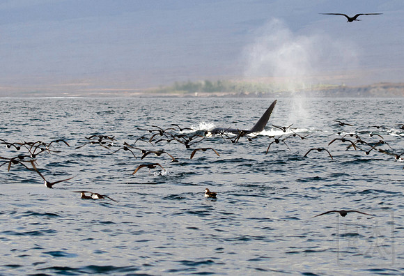 Orca 3C