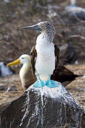 Blue-footed Booby 2